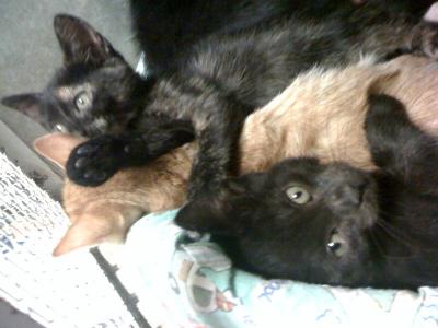 Cuccioli in cerca di casa