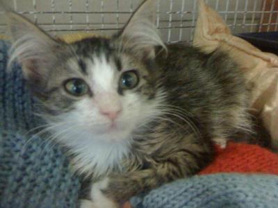 Hansel e Gretel cercano casa