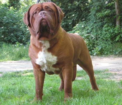 dogue de bordeaux cuccioli