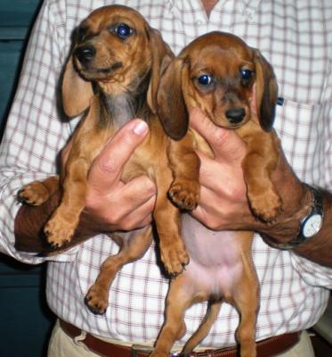 BASSOTTI  A  PELO  CORTO