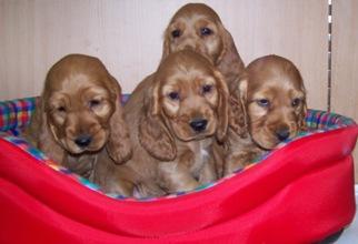 COCKER  SPANIEL FULVO