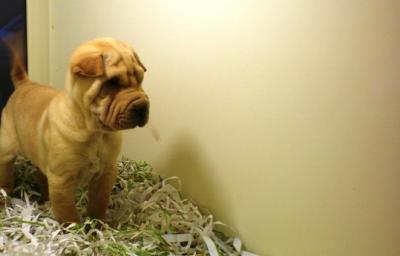 SHAR-PEI  MASCHIO