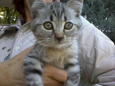 Regalo micio tigrato