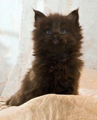 Cucciolo di Maine Coon