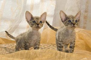 Cucciolo di Devon Rex