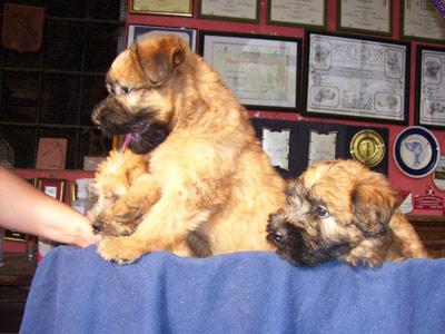 Cuccioli di Irish Soft Coated Wheaten Terrier - pelo anallergico