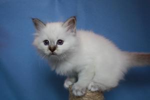 gatti sacro di birmania