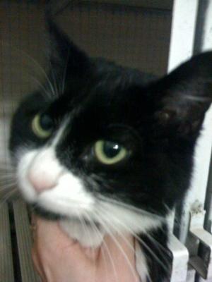 Micia Giulietta cerca casa