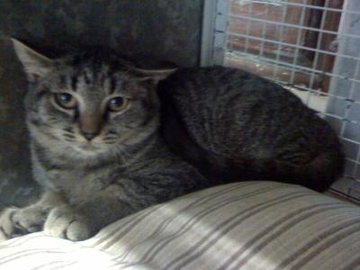 Micia Ambra in cerca di casa