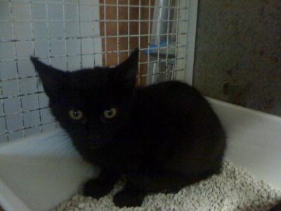 Mici Thor, Loki e Zorro cercano casa