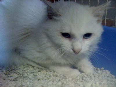 Palla di neve cerca casa