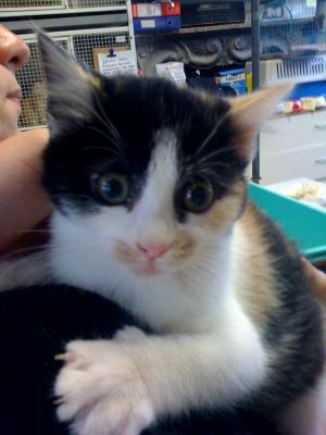 Sole Luna e Cometa cercano casa