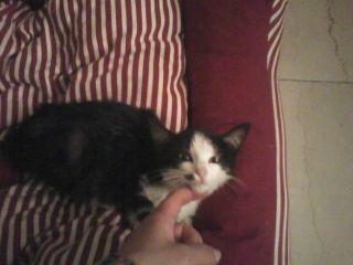 Mila gattina bianca e nera Milano