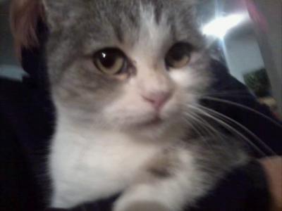 Micia bianca e blu cerca casa