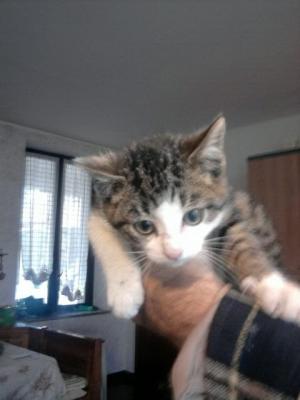 Gattino bianco e tigrato maschio cerca famiglia