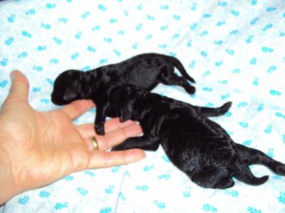 BARBONCINI NATI IN CASA !!!ITALIANISSIMI!!