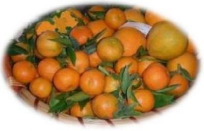 Arance e clementide Igp di Calabria