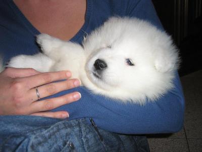 samoiedo strepitosa cucciolata con pedigree