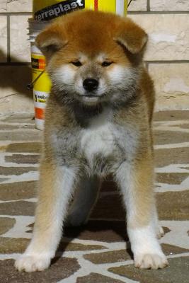 Akita cucciola