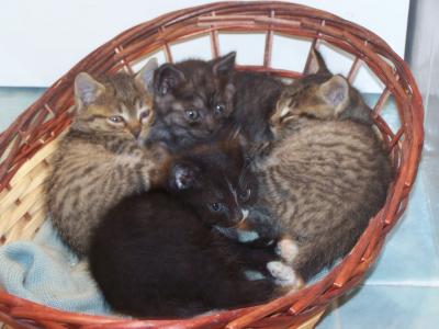 Gattini cuccioli da adottare