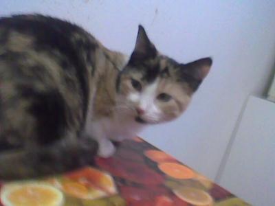 Gattina Lea cerca famiglia