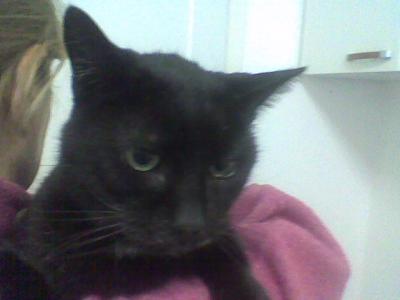 Chicco miciottone cerca casa