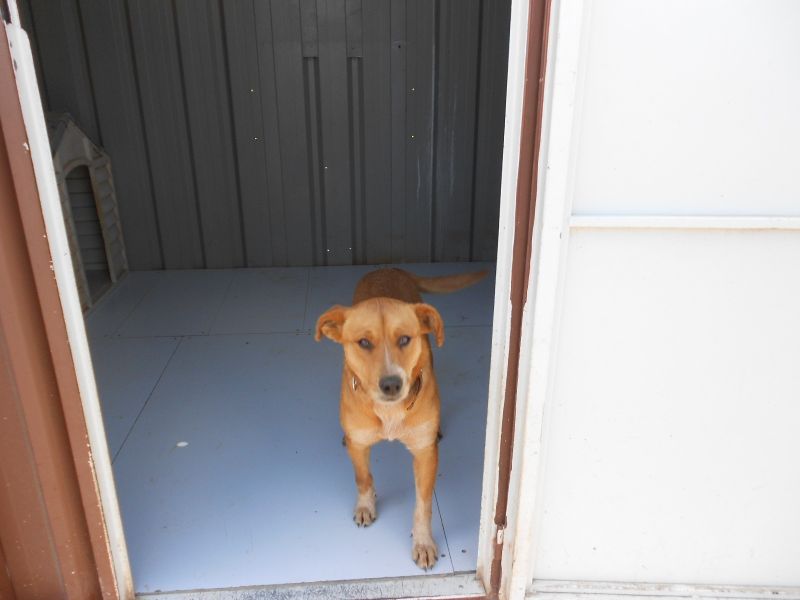 DEBBY, splendida cucciola di 2 anni, IN ADOZIONE