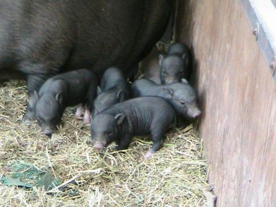 MAIALINI THAILANDESI