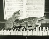 LEZIONI PRIVATE DI PIANOFORTE A MODICO PREZZO, TEORIA INCLUSA