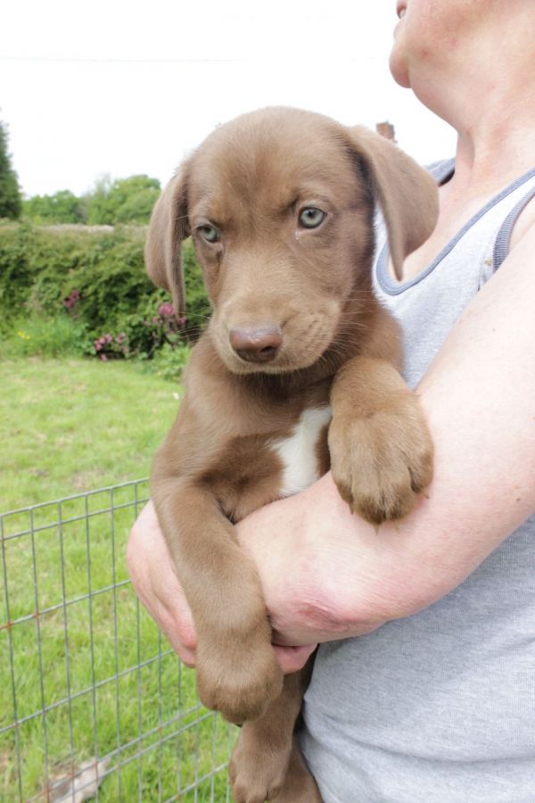  Cuccioli di Weimaraner per adozione bellissimi cuccioli disponibili, carattere adorabile ,sono doci