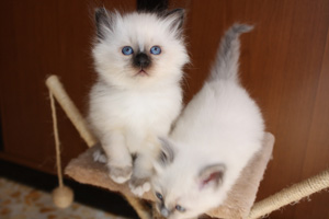 gatti sacro di birmania