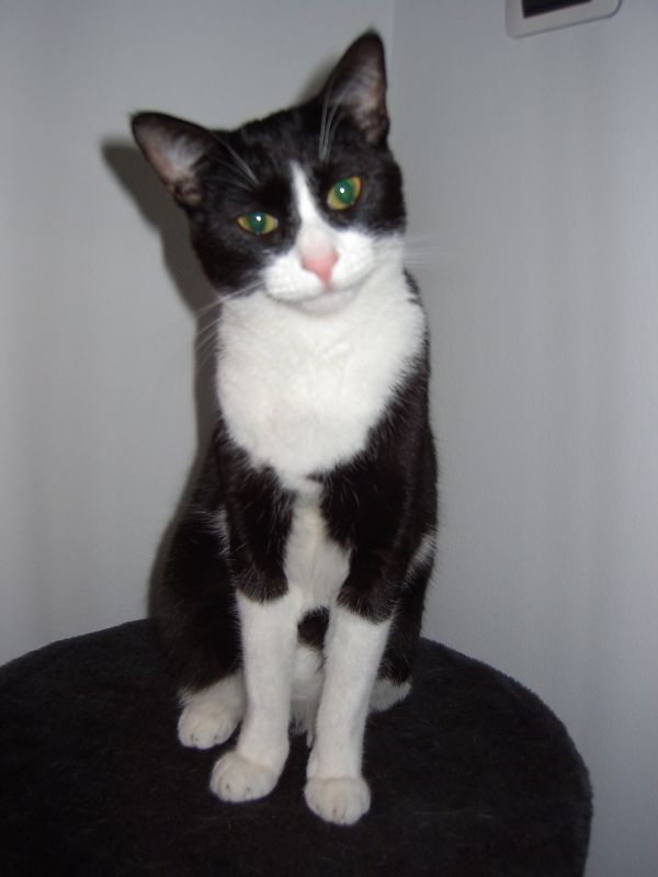 Cat sitter a domicilio