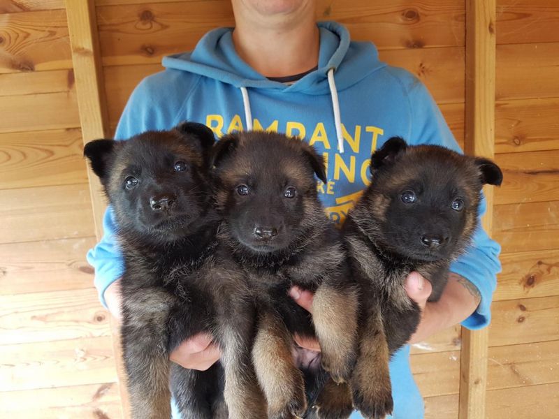 REGALO Cuccioli pastore tedesco cuccioli pastore maschio e femmina disponibile abbiamo 4 cuccioli di