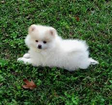 Pomerania cuccioli per la buona case