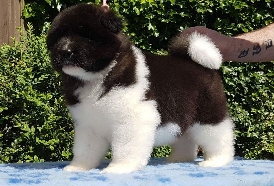 Regalo akita inu Disponibili bellissimi cuccioli gi� vaccinati sverminati e iscritti in anagrafe can