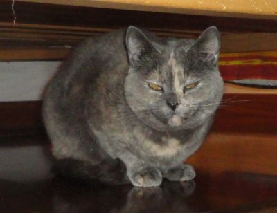 Micia Brigida cerca casa