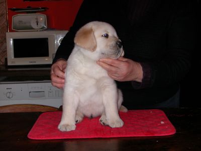 Labrador cuccioli gialli