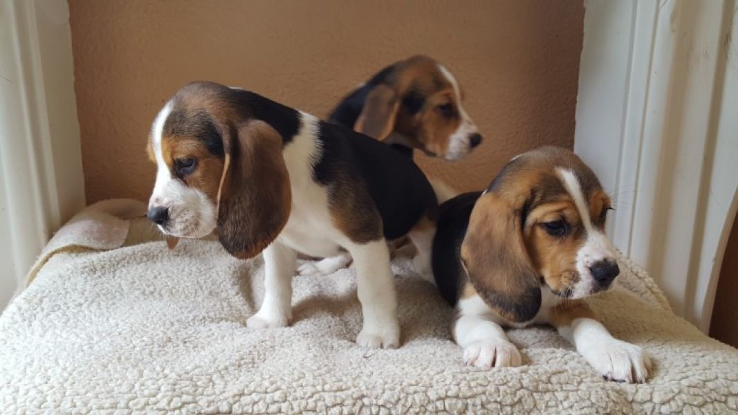 Per adozione Cuccioli dolce e bella Beagle Stiamo dando questi nostri cuccioli sani maschi e femmine