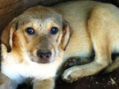 Mango cucciolo 3 mesi