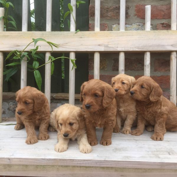 REGALO barboncino cuccioli Adorabili cuccioli di Poodle standart femminucce e maschietti disponibili