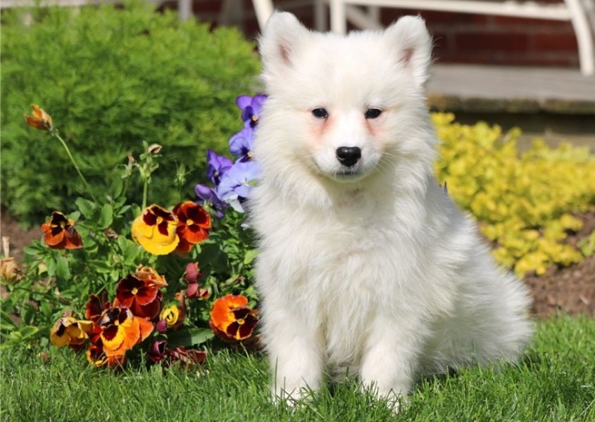 Abbiamo a disposizione cuccioli di samoiedo  i cuccioli verranno consegnati con microchip vaccini sv