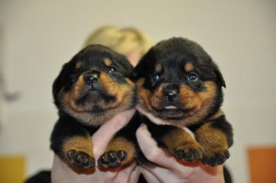 ROTTWEILER CUCCIOLI 