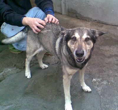 DOLCISSIMO BIROF,11 ANNI,SEMPRE VISSUTO IN CASA,LA SUA PADRONA E' VENUTA IMPROVVISAMENTE A MANCARE