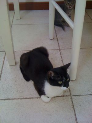 Gatta nera e bianca cerca casa