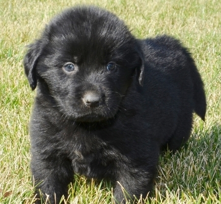 Regalo cuccioli di TERRANOVA