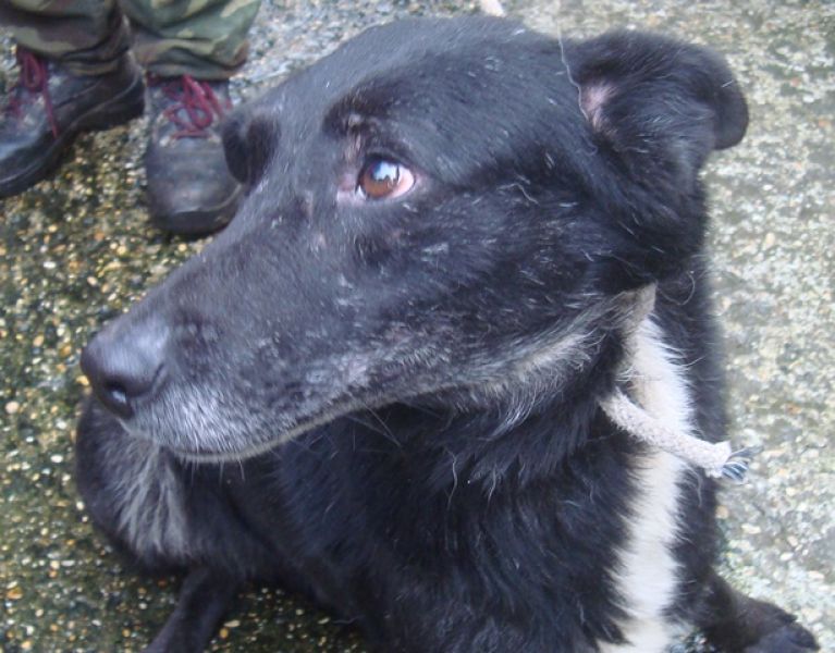 TESS, cagnolina buona buona ...