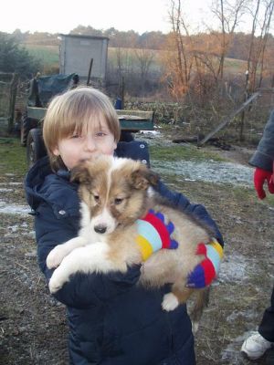 cuccioli collie (lassie)