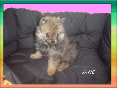 VOLPINO DI POMERANIA (JANE)