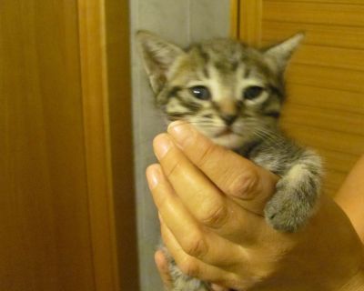 Mici cuccioli cercano casa a Casorate Sempione