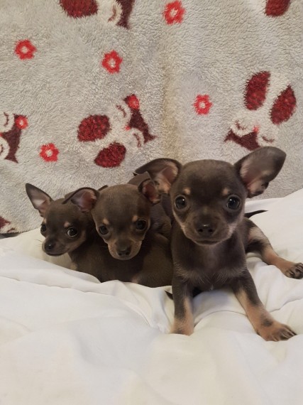 Regalo cuccioli di chihuahua Mini toy cuccioli di chihuahua mini toy  , ancora disponibili un maschi